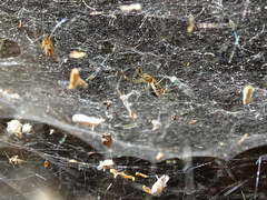 Frontinellina frutetorum