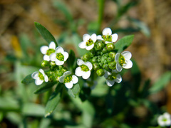 Lobularia maritima