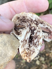 Agaricus xanthodermus