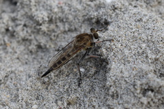 Efferia albibarbis