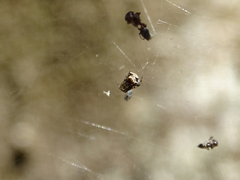 Parasteatoda lunata
