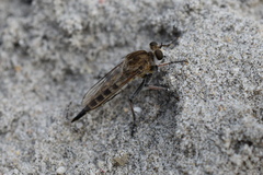 Efferia albibarbis