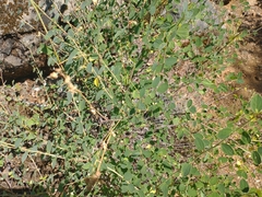 Ceanothus integerrimus