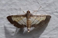 Marasmia poeyalis
