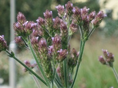 Verbena incompta