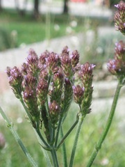 Verbena incompta
