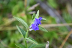 Scutellaria scordifolia