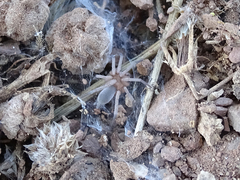 Gnaphosidae