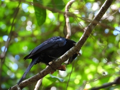 Dicrurus bracteatus
