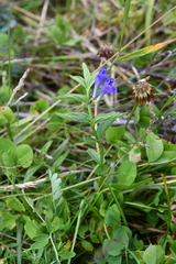 Scutellaria scordifolia