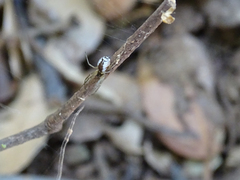 Frontinellina frutetorum