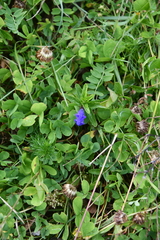 Scutellaria scordifolia
