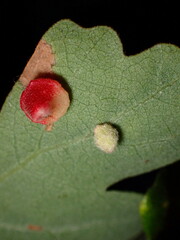 Atrusca clavuloides