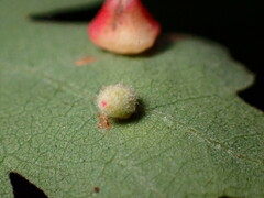Atrusca clavuloides