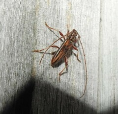 Eburida sublineata