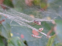 Frontinellina frutetorum