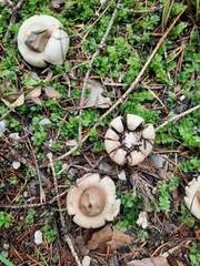 Geastrum triplex