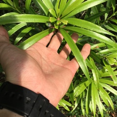 Podocarpus nakaii