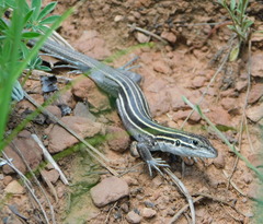 Aspidoscelis velox