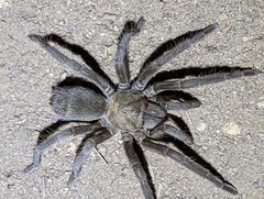 Aphonopelma steindachneri
