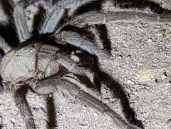 Aphonopelma steindachneri