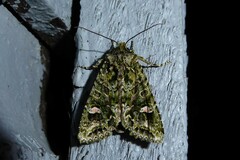 Ichneutica plena