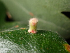 Atrusca clavuloides