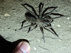 Aphonopelma steindachneri