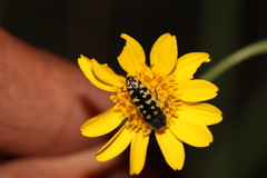 Acmaeodera solitaria