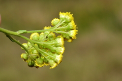 Nidorella linifolia