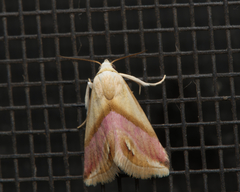 Eublemma cochylioides