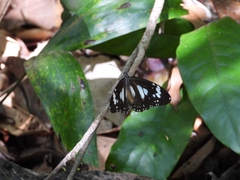 Danaus affinis