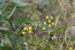 Bupleurum scorzonerifolium