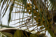 Pycnonotus aurigaster