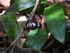 Danaus affinis