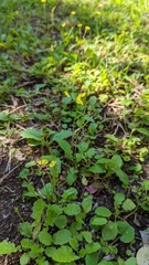 Youngia japonica