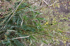 Bupleurum scorzonerifolium