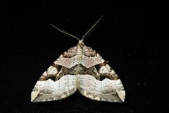 Xanthorhoe semifissata