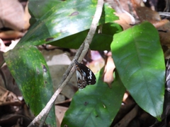 Danaus affinis