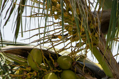 Pycnonotus aurigaster