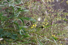 Bupleurum scorzonerifolium