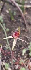 Caladenia reticulata