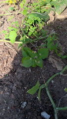 Galinsoga quadriradiata