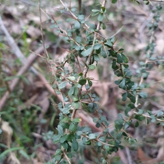 Coprosma quadrifida