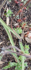 Caladenia reticulata