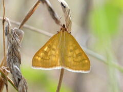 Mecyna flavalis
