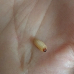 Curculio glandium