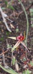 Caladenia reticulata