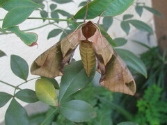 Callambulyx tatarinovii