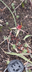 Caladenia reticulata